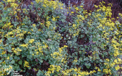 EasternHighlands_0024
