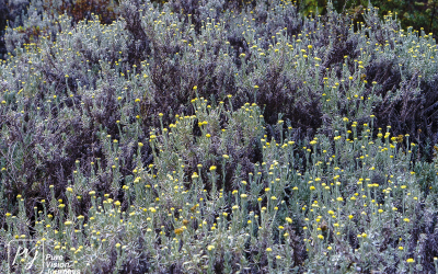 EasternHighlands_0025