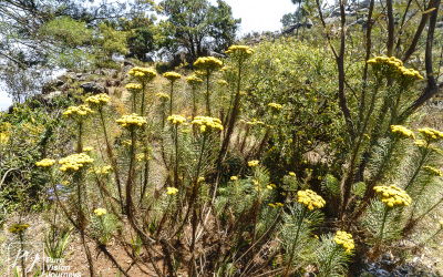 EasternHighlands_0074