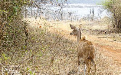 Kyle Recreational Park_0016