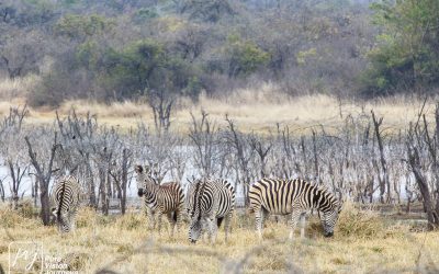 Kyle Recreational Park_0025