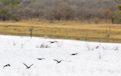 Kyle Recreational Park_0047