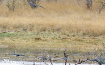 Kyle Recreational Park_0051