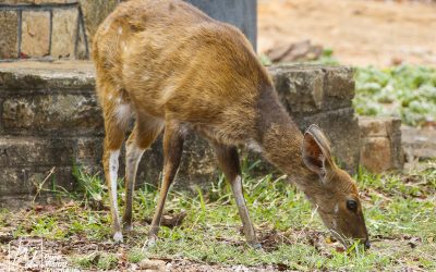 Kyle Recreational Park_0089