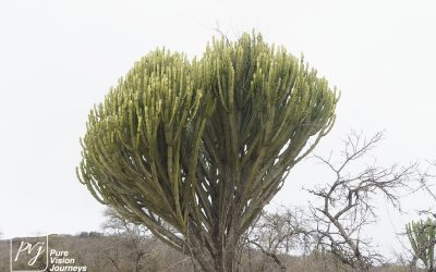 Kyle Recreational Park_0121