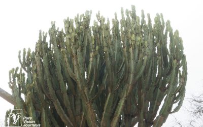 Kyle Recreational Park_0123