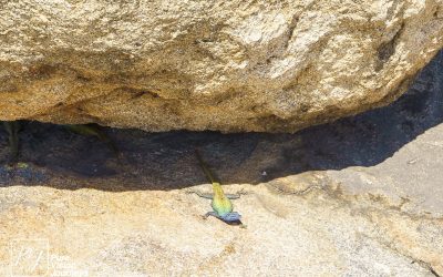 Matobo Hills - Cecil Rhodes Grave_0028