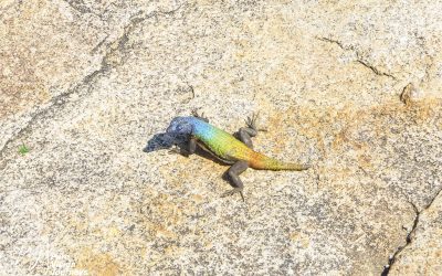 Matobo Hills - Cecil Rhodes Grave_0029