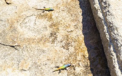 Matobo Hills - Cecil Rhodes Grave_0030