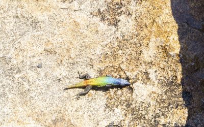 Matobo Hills - Cecil Rhodes Grave_0031