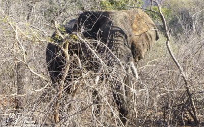 Save Valley Conservancy:_0006