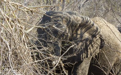 Save Valley Conservancy:_0010