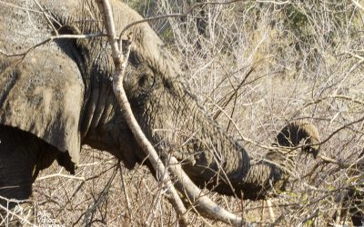 Save Valley Conservancy:_0011