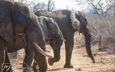 Save Valley Conservancy:_0015