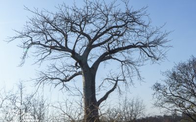 Save Valley Conservancy:_0027