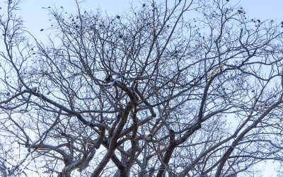 Save Valley Conservancy:_0032