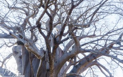 Save Valley Conservancy:_0035