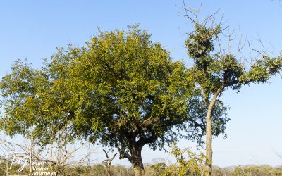 Save Valley Conservancy:_0041