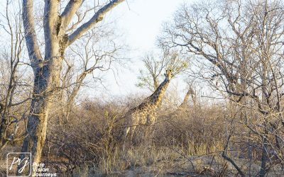 Save Valley Conservancy:_0047