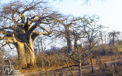 Save Valley Conservancy:_0050