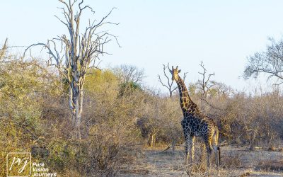 Save Valley Conservancy:_0055