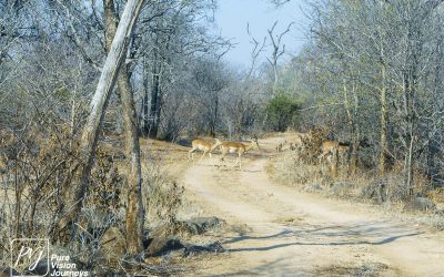 Save Valley Conservancy:_0070