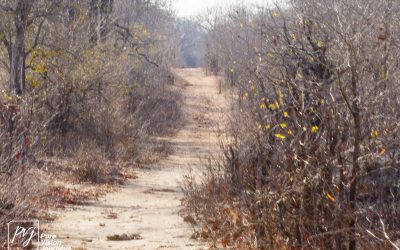 Save Valley Conservancy:_0074