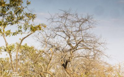 Save Valley Conservancy:_0079