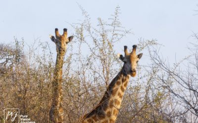 Save Valley Conservancy:_0080