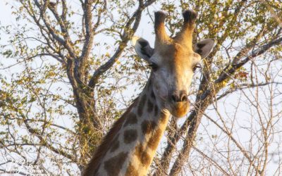 Save Valley Conservancy:_0083