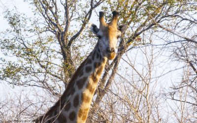 Save Valley Conservancy:_0084