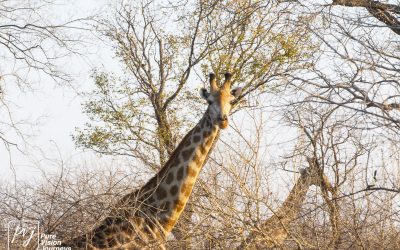 Save Valley Conservancy:_0085