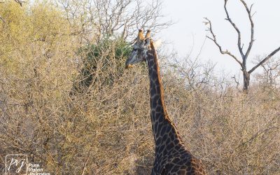 Save Valley Conservancy:_0088