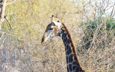 Save Valley Conservancy:_0089