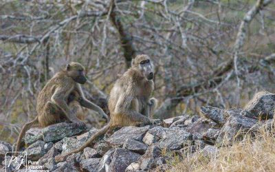 The Hill Complex of Great Zimbabwe_0005