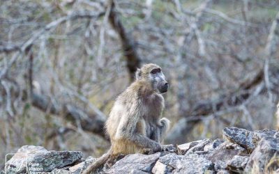 The Hill Complex of Great Zimbabwe_0006