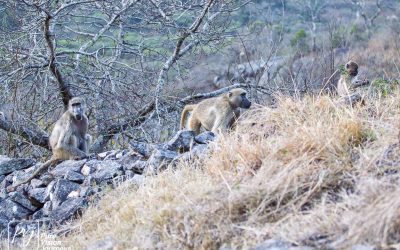 The Hill Complex of Great Zimbabwe_0008
