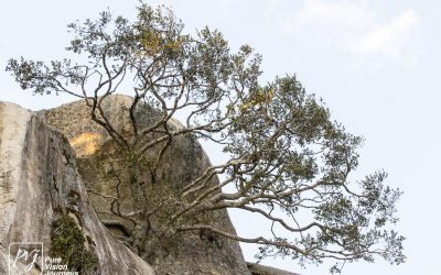 The Hill Complex of Great Zimbabwe_0071