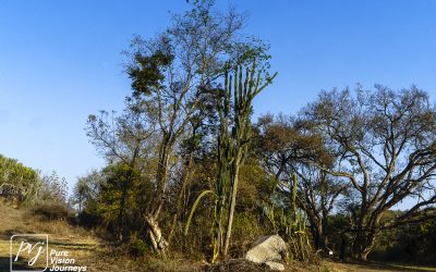 The Valley ruins of Great Zimbabwe _0004
