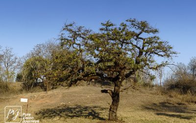 The Valley ruins of Great Zimbabwe _0005